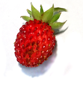 Fragaria